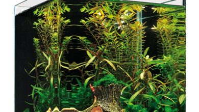 Photo of Крошечные миры: нано-аквариумы