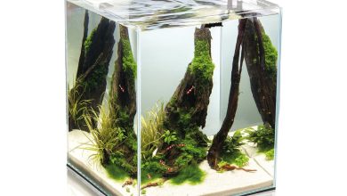 Photo of Удивительные нано-аквариумы для вашего дома