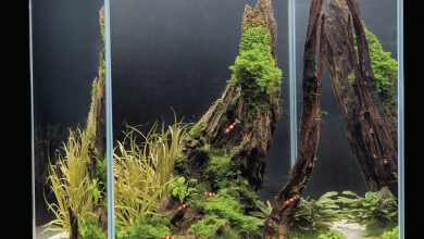 Photo of Нано-аквариумы: небольшие чудеса природы