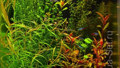 Photo of Нано-аквариумы: гармония в каждом уголке