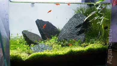 Photo of Магия натуры: нано-аквариумы в доме