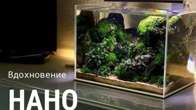 Photo of Нано-аквариумы: погружение в тишину и спокойствие