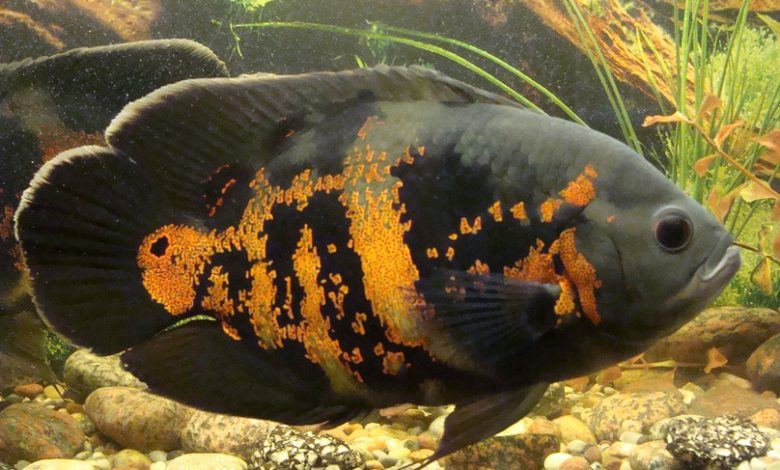 Photo of Изящные рыбы в большом аквариуме