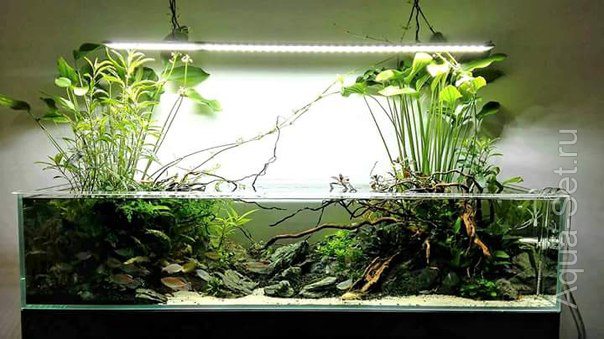 Photo of Плюсы и минусы аквариумов-перегородок