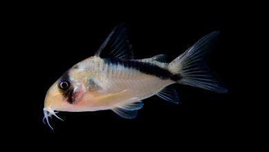 Photo of Какие рыбы подходят для аквариумов-перегородок