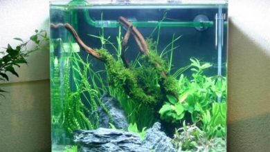 Photo of Маленькие оазисы: нано-аквариумы для дома
