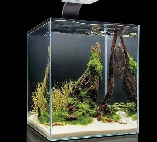Photo of Нано-аквариумы: натуральная гармония в доме