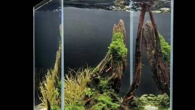 Photo of Маленькие радости: нано-аквариумы