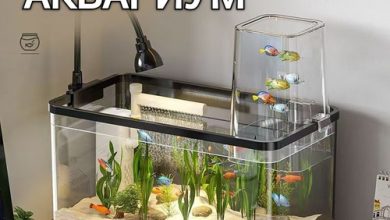 Photo of Аквариум в душе сюрприз