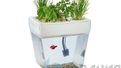 Photo of Маленький уголок природы: нано-аквариумы