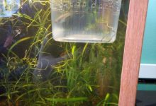 Photo of Как ухаживать за аквариумом-перегородкой