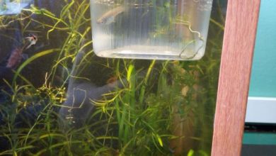 Photo of Как создать аквариум-перегородку самому