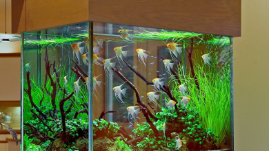 Photo of Модные и стильные перегородки аквариумы