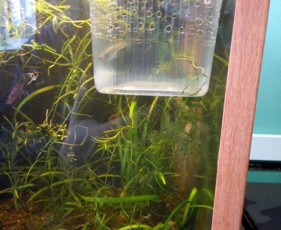 Photo of Как создать аквариум-перегородку самому